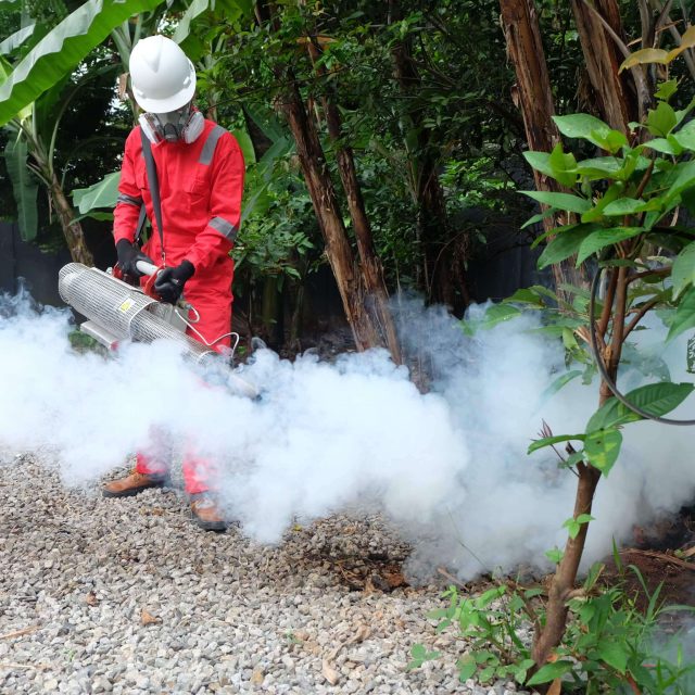 Jasa Fogging Nyamuk Cabang Medan