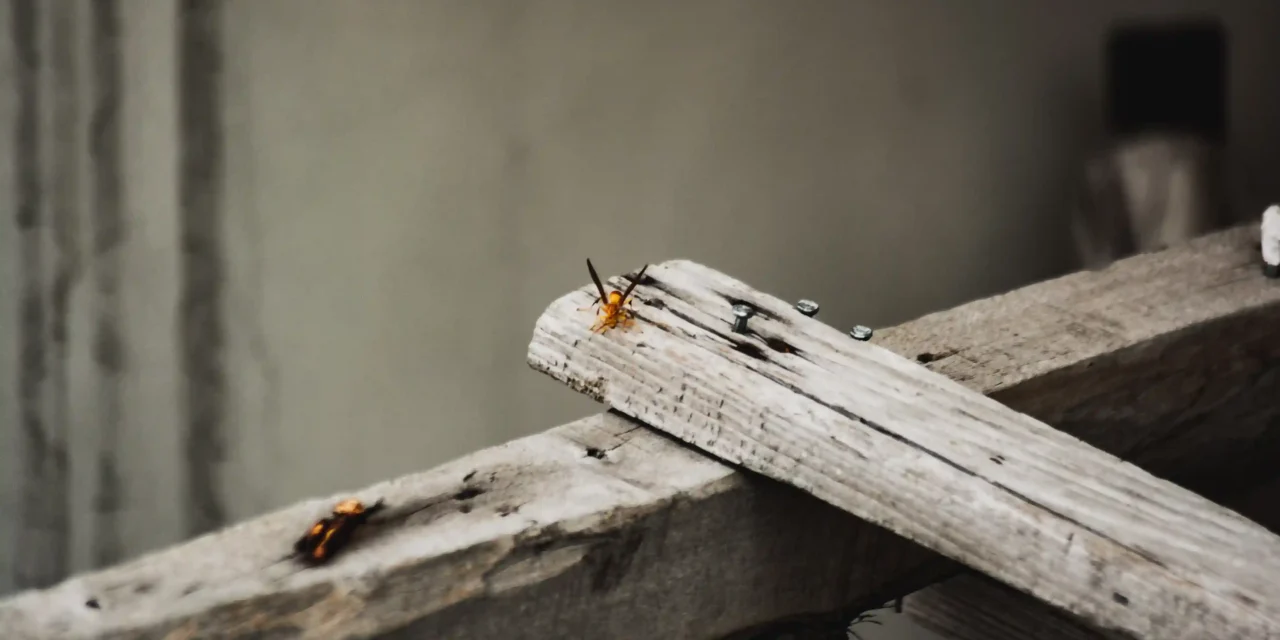 7 Tanda Rumah Sudah Terkena Rayap & Kapan Harus Panggil Jasa Anti Rayap